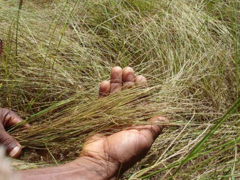 7 loại thực phẩm có thể thay thế ‘bữa ăn chính’ vào năm 2050 fruit3 1656074811 24 480x360 1