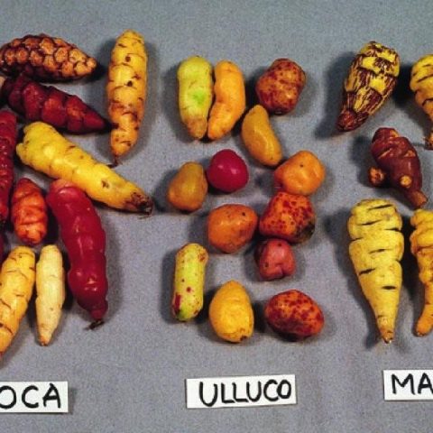 7 loại thực phẩm có thể thay thế ‘bữa ăn chính’ vào năm 2050 fruit7 1656074888 85 480x480 1