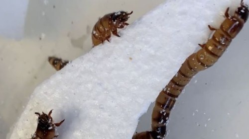 Xuất hiện loài giun ‘Pokemon’ ăn được cả nhựa pic1 1654992426 94