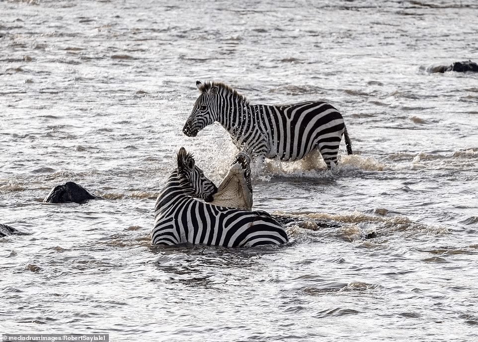 ‘Nhân sinh đảo lộn’: Ngựa vằn tấn công cá sấu ngay trên lãnh thổ của kẻ săn mồi 2 1661214519 34