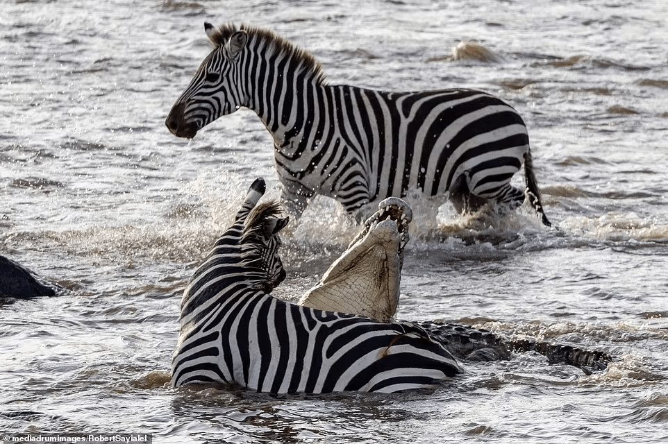 ‘Nhân sinh đảo lộn’: Ngựa vằn tấn công cá sấu ngay trên lãnh thổ của kẻ săn mồi 3 1661214527 13