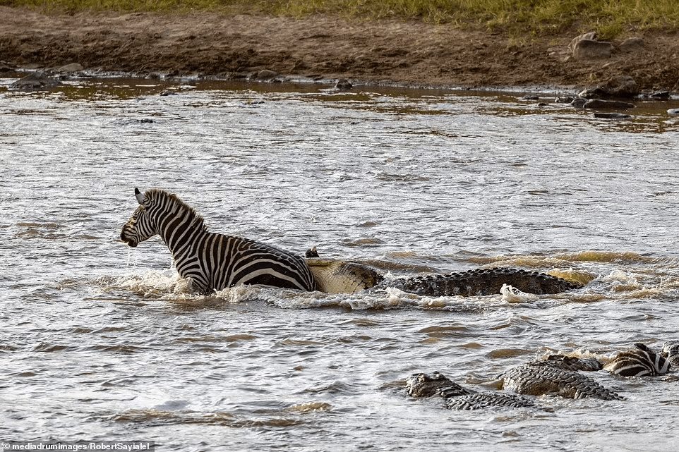 ‘Nhân sinh đảo lộn’: Ngựa vằn tấn công cá sấu ngay trên lãnh thổ của kẻ săn mồi 6 1661214554 61