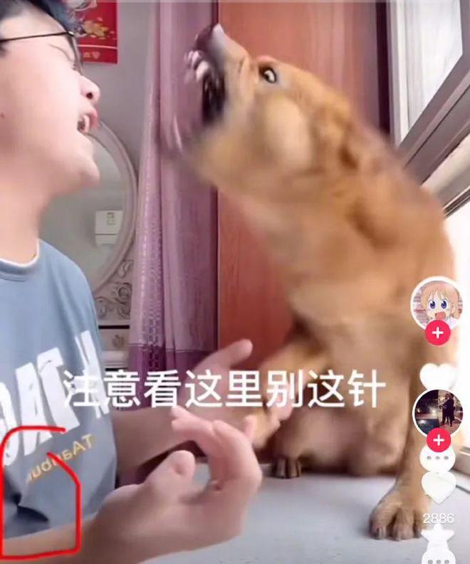 TikToker Trung Quốc nhổ răng chó để câu view khiến cư dân mạng phẫn nộ tacc89i xuc3b4cc81ng 2 1660020444 37