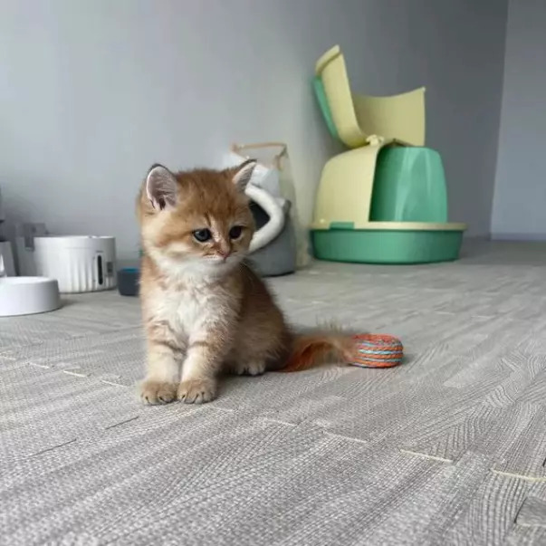 ‘Công việc mơ ước’: Cô gái được trả lương 20 triệu mỗi tháng chỉ để chăm sóc 2 con mèo cat job 1663811170 20