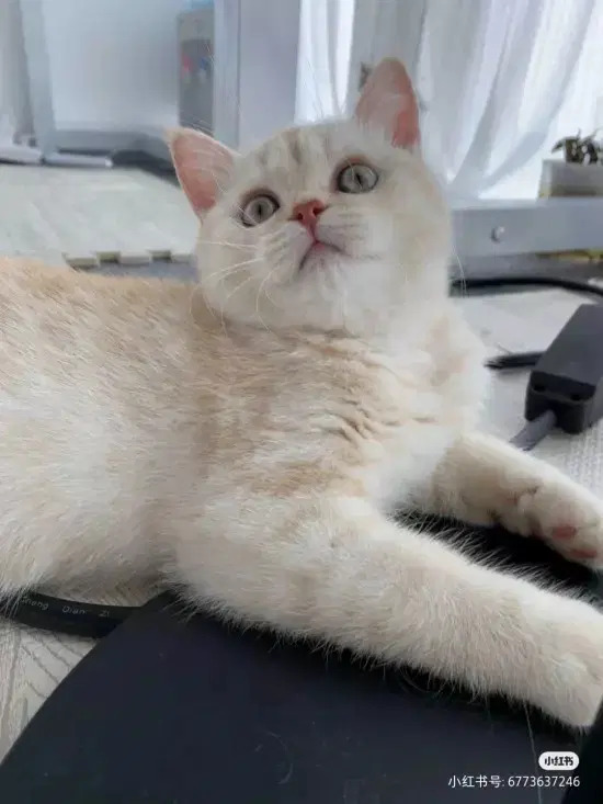 ‘Công việc mơ ước’: Cô gái được trả lương 20 triệu mỗi tháng chỉ để chăm sóc 2 con mèo cat job 3 1663811166 64