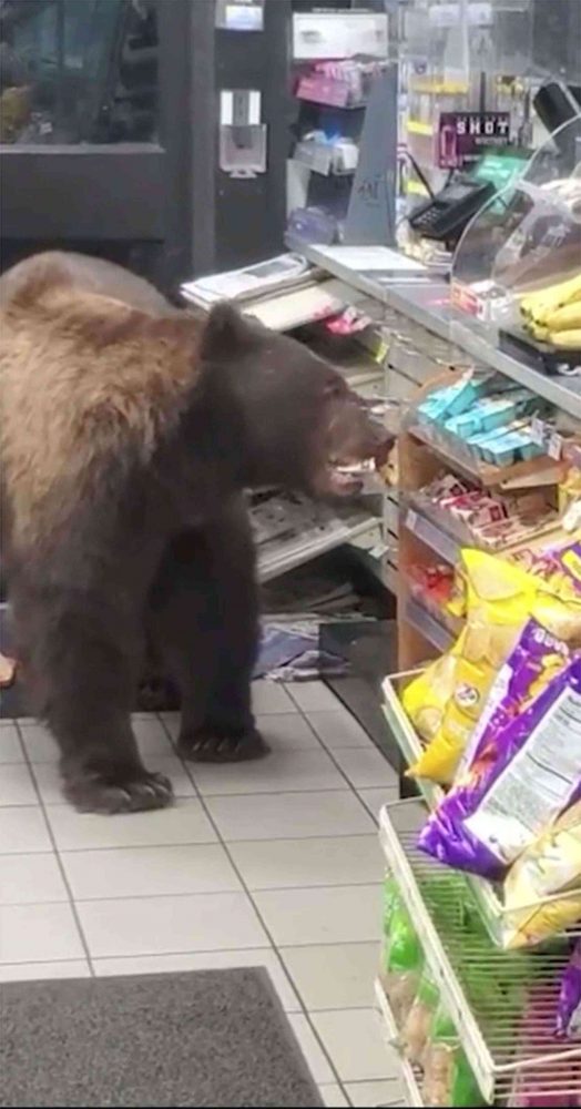 Gấu vào cửa hàng tiện lợi ăn cướp khiến nhân viên kinh hãi huge brown bear 885775 1663257976 22