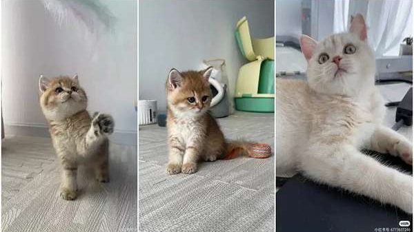 ‘Công việc mơ ước’: Cô gái được trả lương 20 triệu mỗi tháng chỉ để chăm sóc 2 con mèo take care of cats 1663811536 26