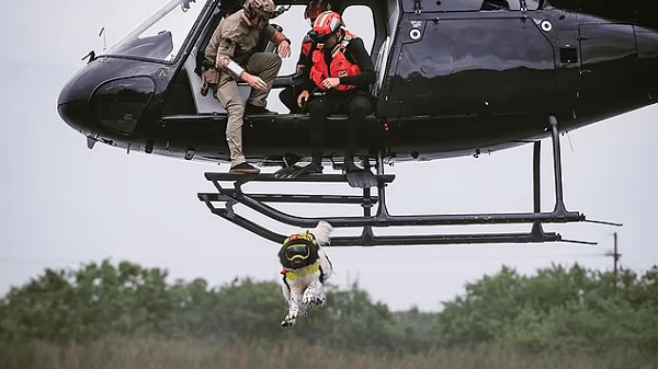 Chó cứu hộ giải cứu thành công thuyền nặng 1,2 tấn khỏi vùng nước nguy hiểm 26 Chó cứu hộ giải cứu thành công thuyền nặng 1,2 tấn khỏi vùng nước nguy hiểm 0 1664759327 83