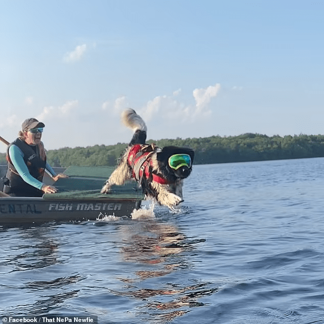 4-1664759362-64 Chó cứu hộ giải cứu thành công thuyền nặng 1,2 tấn khỏi vùng nước nguy hiểm 4 1664759362 64