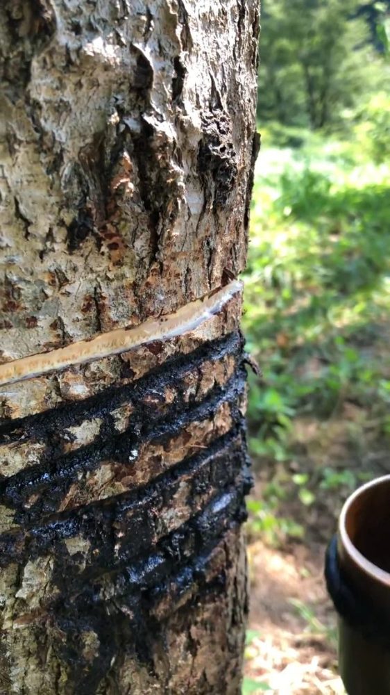 Lý Tử Thất dính chất độc khi làm tác phẩm sơn mài 'Tử Khí Đông Lai': Quốc túy Trung Hoa 8.000 năm!- Ảnh 6. Lý Tử Thất dính chất độc khi làm tác phẩm sơn mài 'Tử Khí Đông Lai': Quốc túy Trung Hoa 8.000 năm!- Ảnh 6.