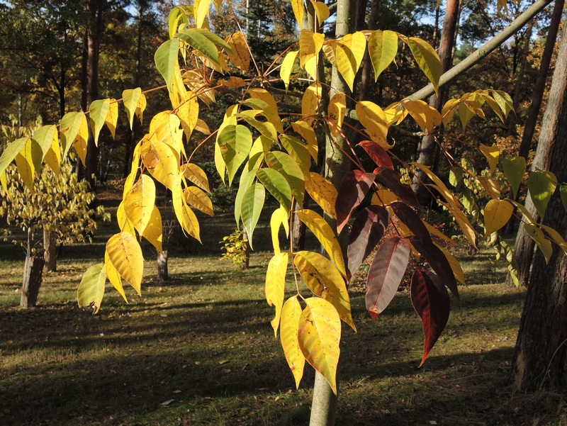 Lý Tử Thất dính chất độc khi làm tác phẩm sơn mài 'Tử Khí Đông Lai': Quốc túy Trung Hoa 8.000 năm!- Ảnh 5. Lý Tử Thất dính chất độc khi làm tác phẩm sơn mài 'Tử Khí Đông Lai': Quốc túy Trung Hoa 8.000 năm!- Ảnh 5.
