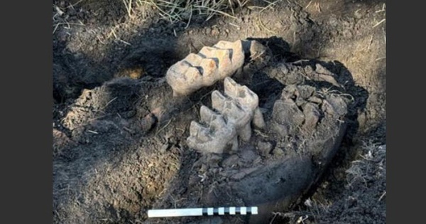 New York: Quái thú hơn 11.000 tuổi tự trồi lên giữa sân nhà avatar1735386095185 17353860955391737365110jpg