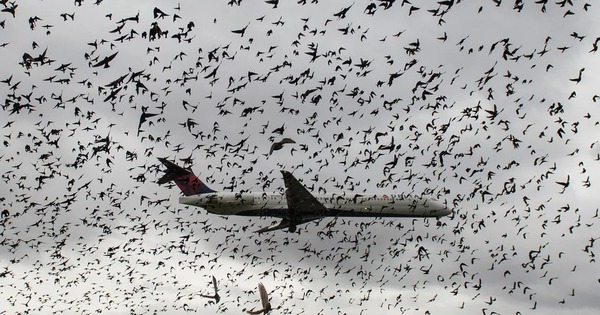 Thảm kịch máy bay kinh hoàng tại Hàn Quốc: Vì sao va chạm với chim lại nguy hiểm đến thế? avatar1735453989090 17354539927741636110055jpg