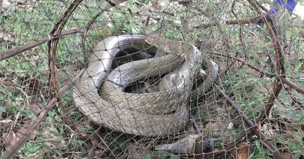 Đi kiểm tra bẫy cá, người đàn ông sốc nặng khi thấy cảnh đáng sợ avatar1735617268899 173561726921632967406 0 58 315 562 crop 17356172950071289583213jpg