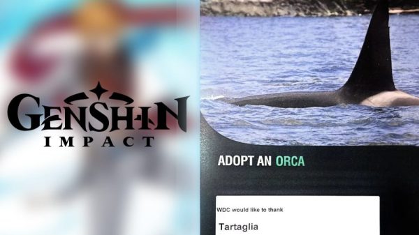 Genshin Impact: Game thủ nhận nuôi cả cá voi để mừng sinh nhật một nhân vật nổi tiếng 28 Genshin Impact: Game thủ nhận nuôi cả cá voi để mừng sinh nhật một nhân vật nổi tiếng fan genshin nuoi ca voi 4 hfhkjpg