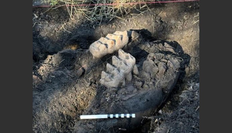 New York: Quái thú hơn 11.000 tuổi tự trồi lên giữa sân nhà- Ảnh 1. New York: Quái thú hơn 11.000 tuổi tự trồi lên giữa sân nhà- Ảnh 1.