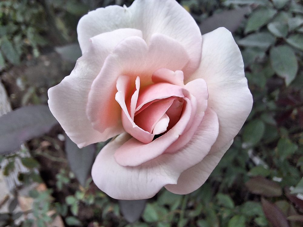 3 điểm đáng chú ý của Galaxy A54 5G bên cạnh thế mạnh gaming anh chup galaxy a54 minh duc 7 1681791497223206664491 1681803318045 1681803318461600325842