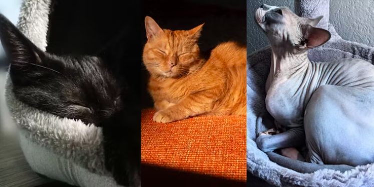 “Cha đẻ” tựa game làm về mèo bất ngờ hé lộ hình ảnh của nhân vật truyền cảm hứng - Ảnh 2.