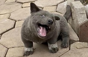 Chú chó Nguyễn Văn Dúi nổi tiếng một thời vừa qua đời avatar1697611743515 1697611743673447075267 0 63 315 567 crop 16976118164201406404779jpg