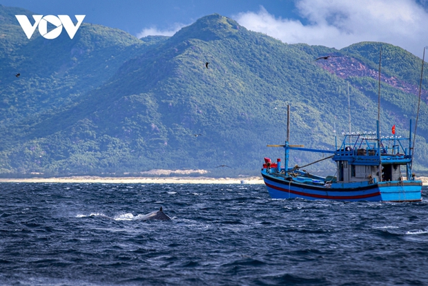 Choáng ngợp cảnh mẹ con cá voi săn mồi ở vùng biển Đề Gi - Ảnh 2. Choáng ngợp cảnh mẹ con cá voi săn mồi ở vùng biển Đề Gi - Ảnh 2.