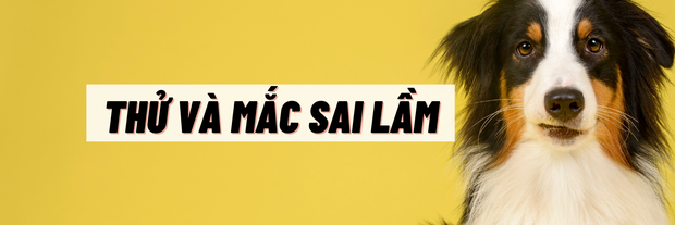 Không có bằng đại học vẫn kiếm hơn 100.000 USD/năm nhờ nghề dắt cún cưng đi dạo - Ảnh 4. Không có bằng đại học vẫn kiếm hơn 100.000 USD/năm nhờ nghề dắt cún cưng đi dạo - Ảnh 4.