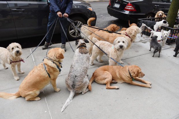 Không có bằng đại học vẫn kiếm hơn 100.000 USD/năm nhờ nghề dắt cún cưng đi dạo - Ảnh 5. Không có bằng đại học vẫn kiếm hơn 100.000 USD/năm nhờ nghề dắt cún cưng đi dạo - Ảnh 5.