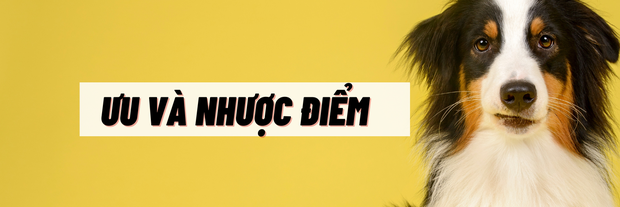 Không có bằng đại học vẫn kiếm hơn 100.000 USD/năm nhờ nghề dắt cún cưng đi dạo - Ảnh 6. Không có bằng đại học vẫn kiếm hơn 100.000 USD/năm nhờ nghề dắt cún cưng đi dạo - Ảnh 6.