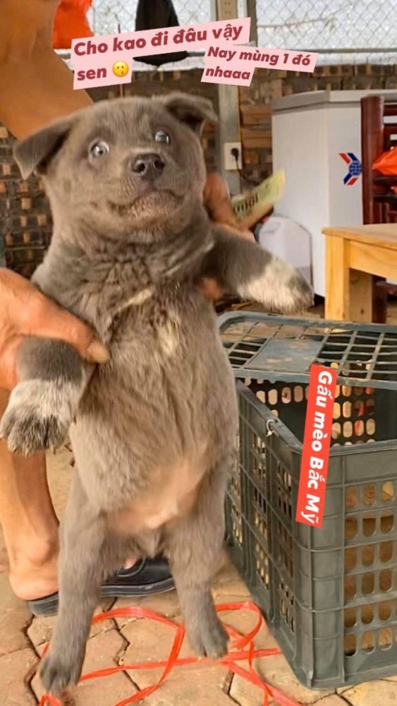 Chú chó Nguyễn Văn Dúi nổi tiếng một thời vừa qua đời photo 5 16976006735521159796034 1697611789452 1697611789569949102346