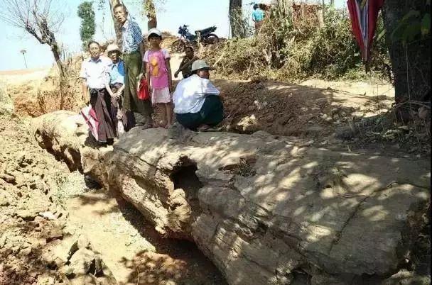 Công trường dừng thi công khẩn cấp vì phát hiện cây gỗ dài 30,5m, “cứng như đá”: Chuyên gia khẳng định