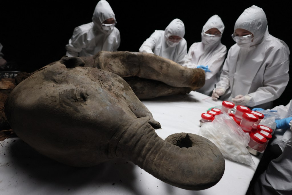 Cận cảnh: Các nhà khoa học Nga mổ khám nghiệm một con voi ma mút được bảo quản 130.000 năm trong lớp băng vĩnh cửu ở Siberia- Ảnh 3.