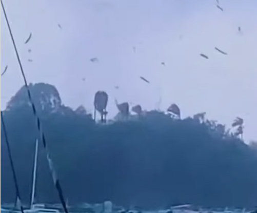Cảnh tượng sốc: Cá bay đầy trời ở vùng biển Caribe, rốt cuộc chuyện gì đang xảy ra?- Ảnh 2.