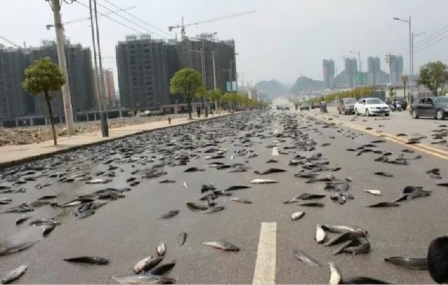 Cảnh tượng sốc: Cá bay đầy trời ở vùng biển Caribe, rốt cuộc chuyện gì đang xảy ra?- Ảnh 3.