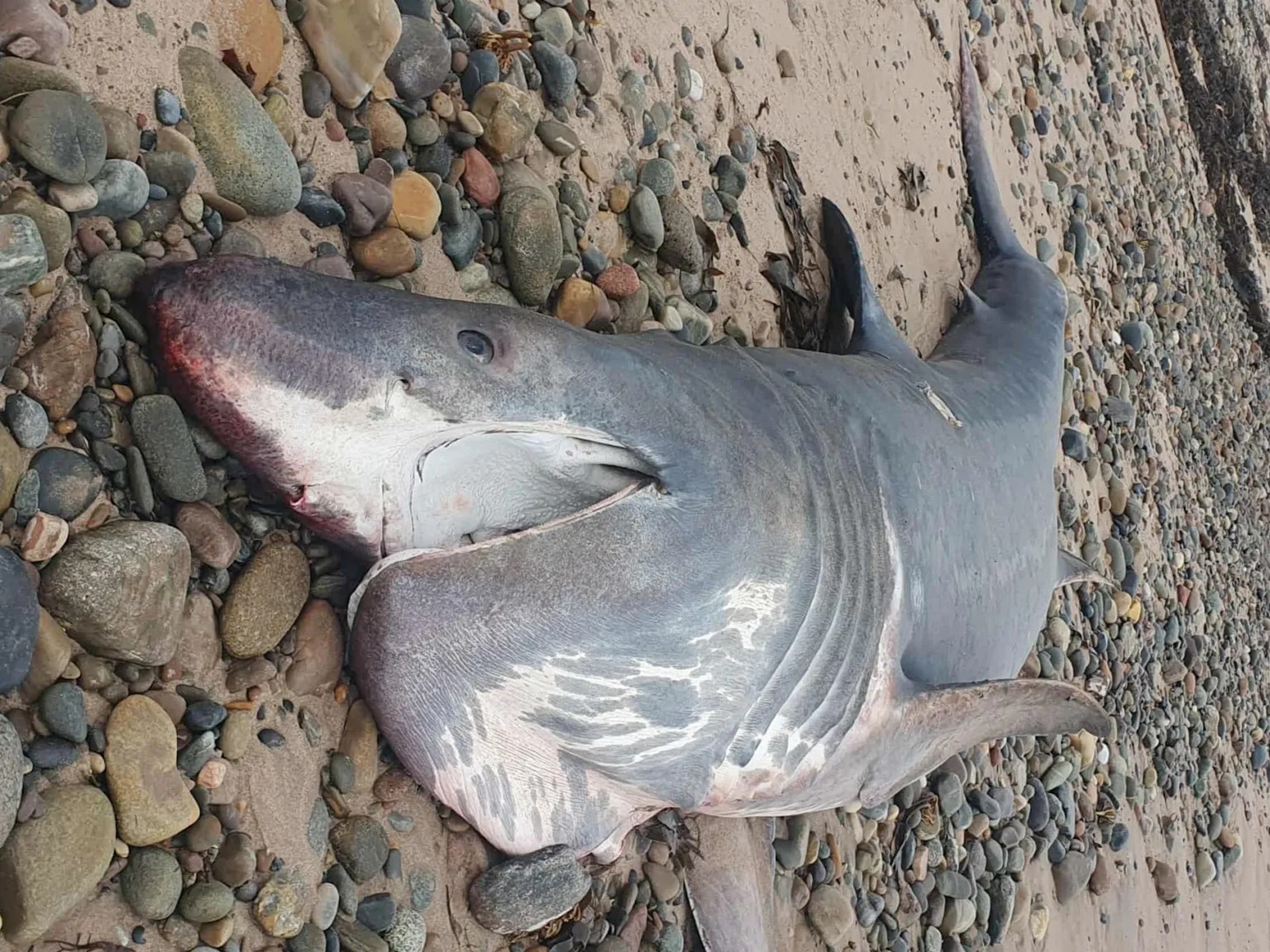 Cá mập khổng lồ liên tiếp dạt vào bờ gây xôn xao- Ảnh 1.