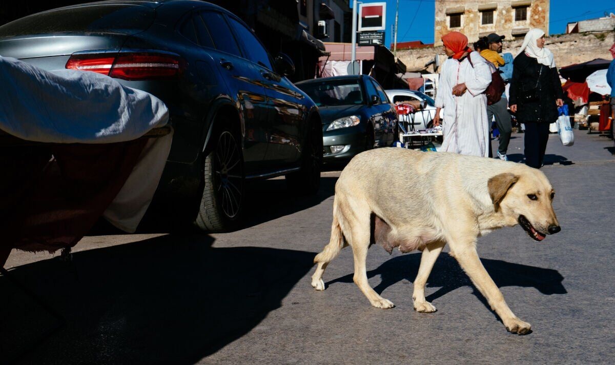 Maroc bị chỉ trích vì giết hàng nghìn con chó vì World Cup- Ảnh 1. Maroc bị chỉ trích vì giết hàng nghìn con chó vì World Cup- Ảnh 1.