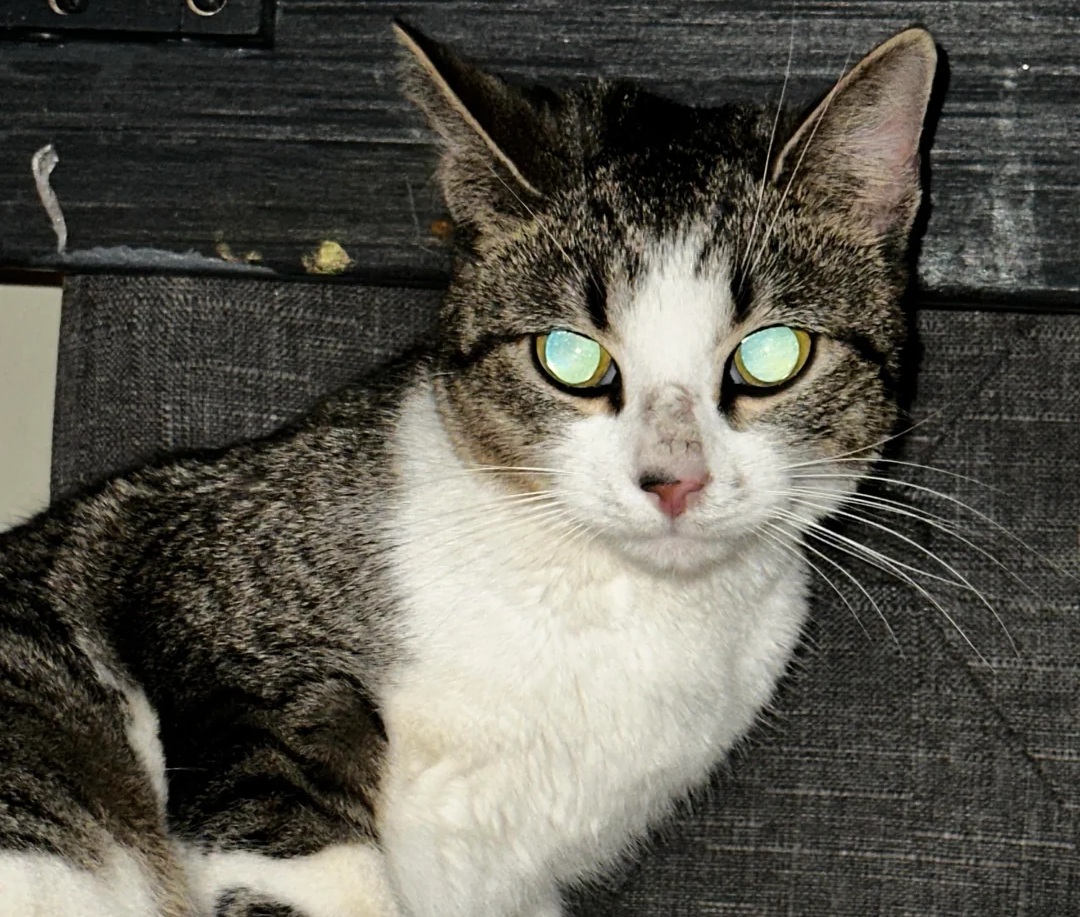 Phát hiện bất ngờ trong bệnh viện bỏ hoang- Ảnh 4.