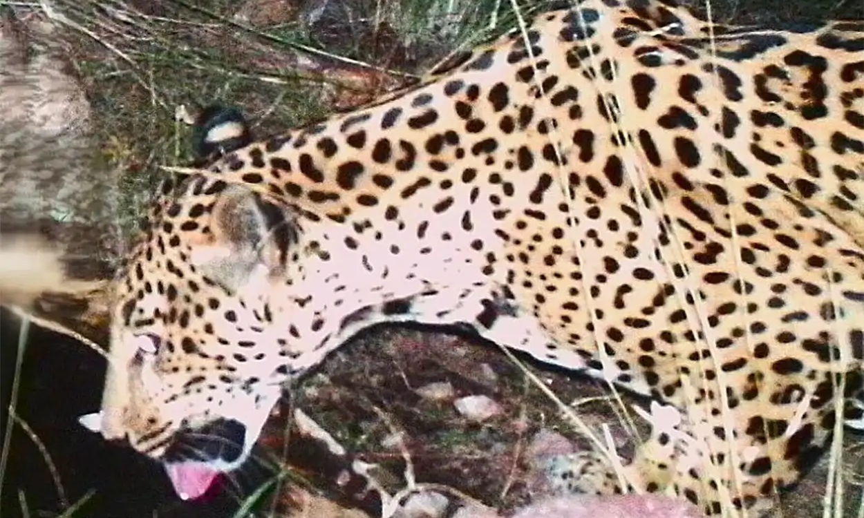 Phát hiện cá thể báo đốm chưa từng thấy xuất hiện liên tục- Ảnh 1. Phát hiện cá thể báo đốm chưa từng thấy xuất hiện liên tục- Ảnh 1.