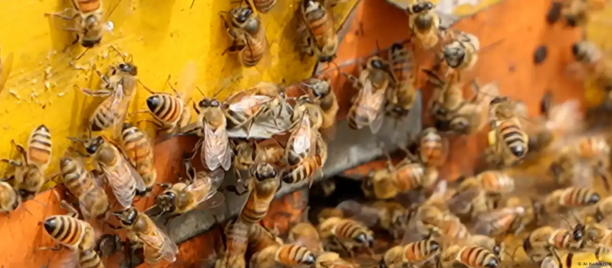 Lật xe tải ở Mỹ, 250 triệu con ong mật thoát ra ngoài- Ảnh 1.