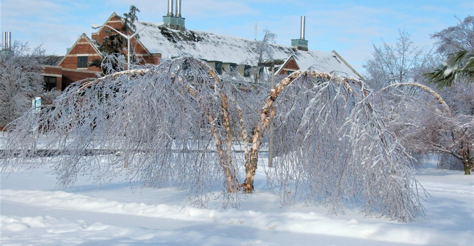 Tại sao cây bạch dương gần như không thể chết vì đóng băng?- Ảnh 2. Tại sao cây bạch dương gần như không thể chết vì đóng băng?- Ảnh 2.
