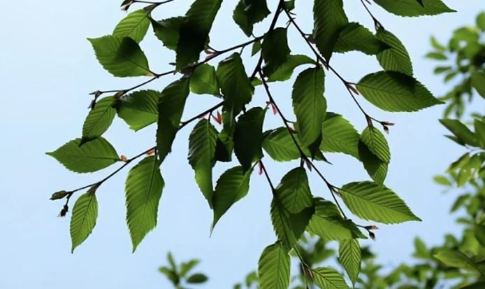 Loài cây “độc nhất vô nhị” trên thế giới sắp tuyệt chủng: Đã hơn 250 tuổi, hạt giống được gửi vào vũ trụ để nhân giống trong không gian- Ảnh 3.