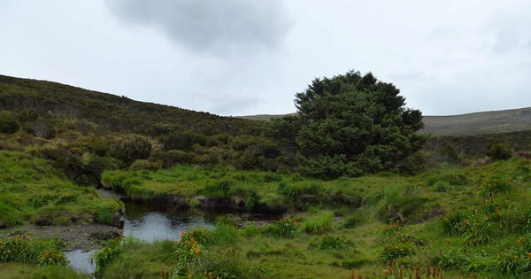 Cái cây cô đơn nhất thế giới 27 Cái cây cô đơn nhất thế giới 098307403 1745568447086 17455684471791796644226 1757565993560 17575659938411915786319 1757575612202 17575756124301732286472 87 0 1337 2000 crop 1757575636727111480021jpg