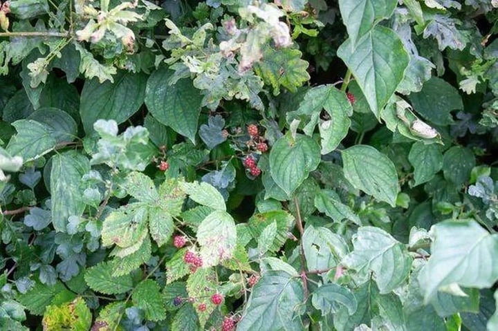 Người phụ nữ 'đã chết' nhớ lại cảm giác 'bước qua địa ngục và gặp Chúa'- Ảnh 2.