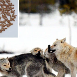 Dịch vụ lạ ngày Valentine: Viết tên người yêu cũ lên bánh rồi vứt cho sói ăn 0tht20aftxj5r9gy3b1nwe2imk3z4hla 10173567 1739433174042 1739433174262750375140 14 0 464 720 crop 1739433196182275557329png