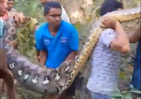 Con trăn bị bắt giữ sau khi nuốt chửng người đàn ông.