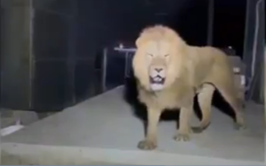 Con sư tử trốn khỏi sở thú tấn công người đàn ông ở Thổ Nhĩ Kỳ.