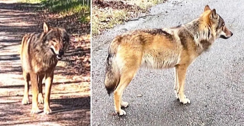 Kinh hoàng bé trai 6 tuổi bị sói kéo vào rừng ngay trước mắt mẹ- Ảnh 1.