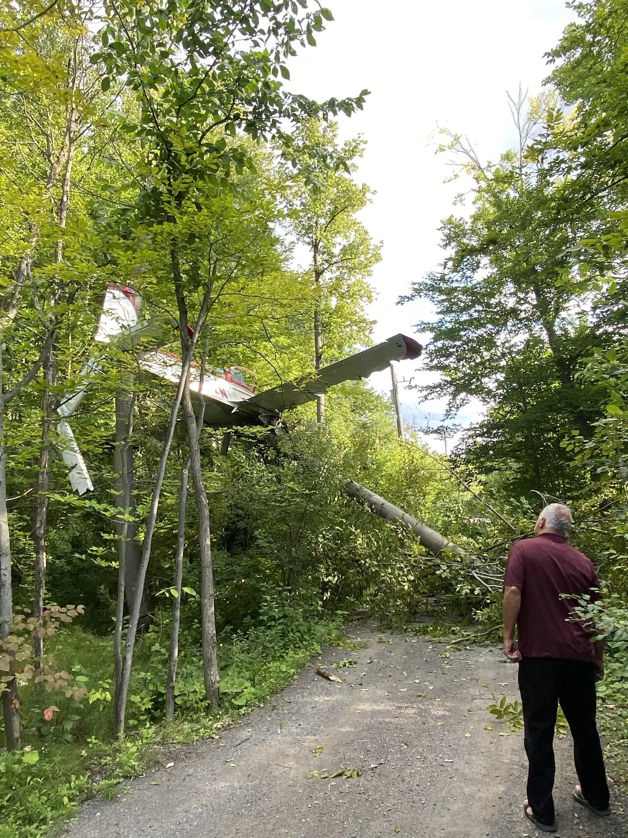 Nghe tiếng động lớn, người đàn ông nhìn thấy điều kinh hoàng trên cây- Ảnh 1.