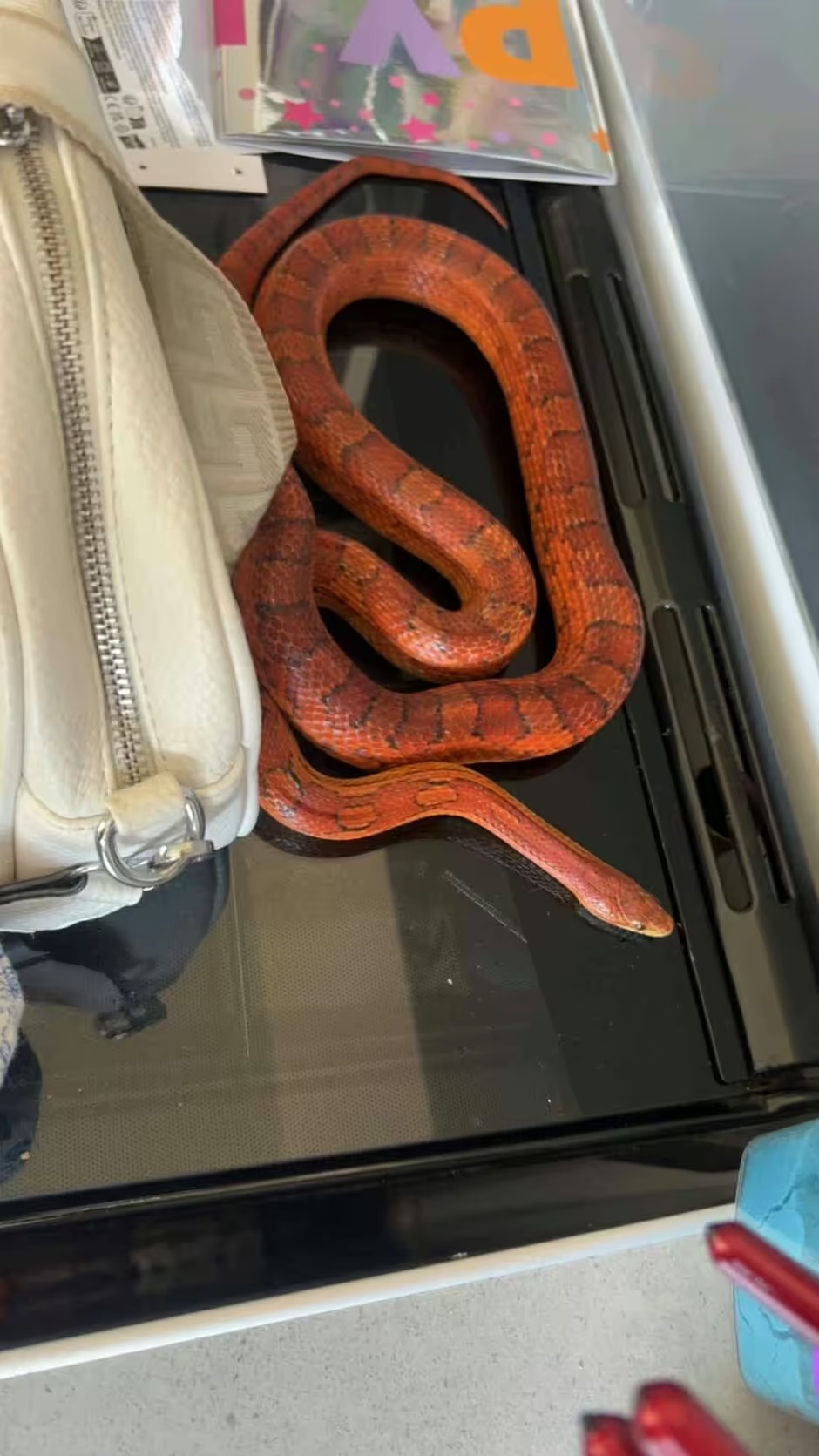 Người mẹ choáng váng khi thấy thứ đáng sợ rơi ra từ hộp đồ chơi của con gái- Ảnh 1. Người mẹ choáng váng khi thấy thứ đáng sợ rơi ra từ hộp đồ chơi của con gái- Ảnh 1.