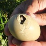 Loài chim quý hiếm bậc nhất thế giới, vừa nở ra đã biết bay 1 1755582701780151811948 1755586736633 1755586736881835588320 0 45 272 480 crop 1755586751671500966998jpg