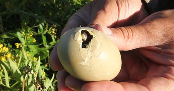 Loài chim quý hiếm bậc nhất thế giới, vừa nở ra đã biết bay 27 Loài chim quý hiếm bậc nhất thế giới, vừa nở ra đã biết bay 1 1755582701780151811948 1755586736633 1755586736881835588320 0 45 272 480 crop 1755586751671500966998jpg