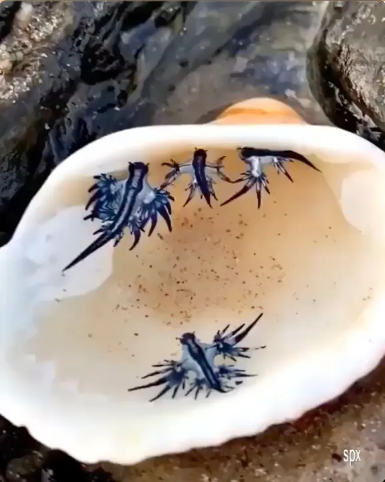 "Rồng xanh" chết chóc xuất hiện, 3 bãi biển nổi tiếng ở Tây Ban Nha bị cấm tắm 1 17567280867851687172550 1756743560189 17567435604621352490352